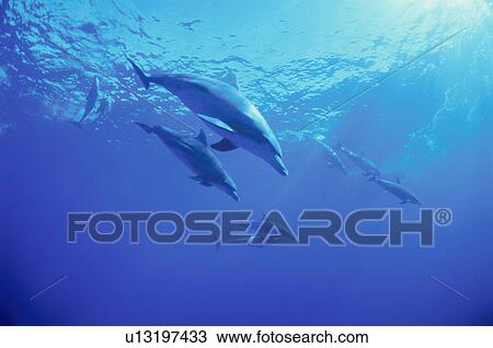 Stock Image - Bottlenose Dolphins. Fotosearch