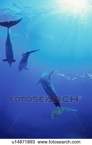 Stock Image - Bottlenose Dolphins. Fotosearch