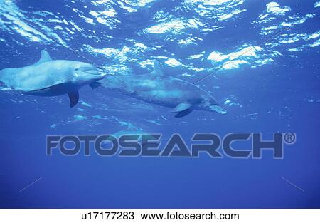 Bottlenose Dolphins View Large Photo Image Stock Image - Bottlenose Dolphins. Fotosearch
