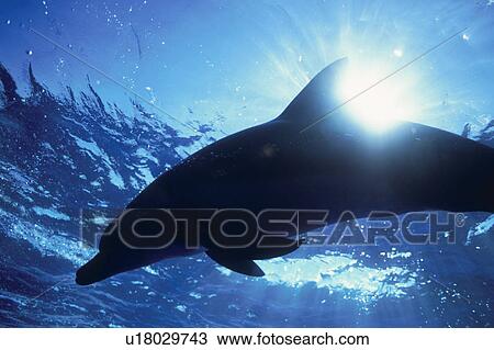 Stock Image - Bottlenose Dolphins. Fotosearch