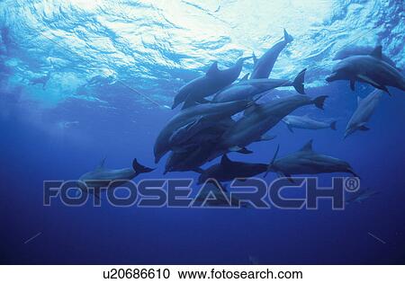 Stock Image - Bottlenose Dolphins. Fotosearch