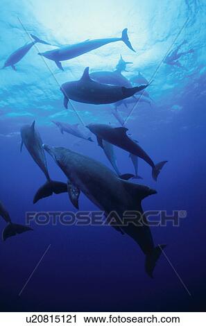 Bottlenose Dolphins View Large Photo Image Stock Image - Bottlenose Dolphins. Fotosearch