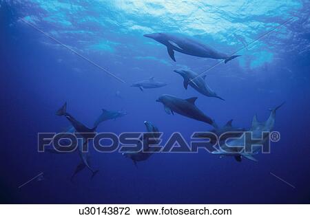Bottlenose Dolphins View Large Photo Image Stock Image - Bottlenose Dolphins. Fotosearch