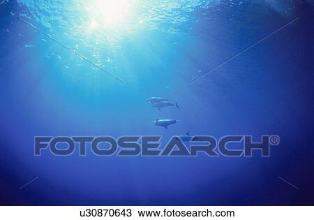 Stock Image - Bottlenose Dolphins. Fotosearch