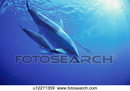 Bottlenose Dolphins View Large Photo Image Stock Photo - Bottlenose Dolphins. Fotosearch
