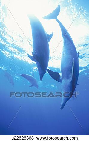 Stock Photo - Bottlenose Dolphins. Fotosearch
