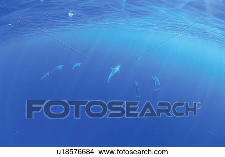 Picture - Dolphin. Fotosearch