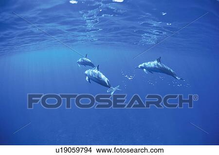 Dolphin View Large Photo Image Picture - Dolphin. Fotosearch