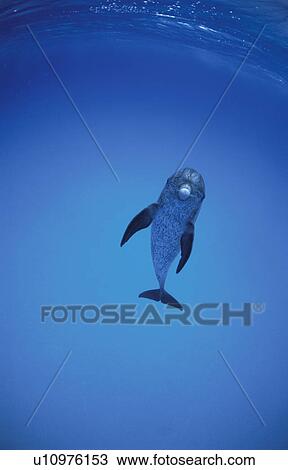 Dolphin View Large Photo Image Stock Image - Dolphin. Fotosearch