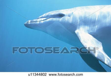 Dolphin View Large Photo Image Stock Image - Dolphin. Fotosearch