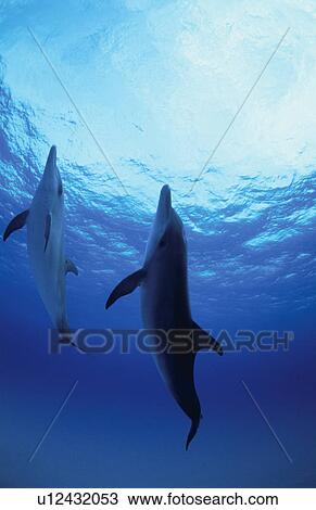 Dolphin View Large Photo Image Stock Image - Dolphin. Fotosearch