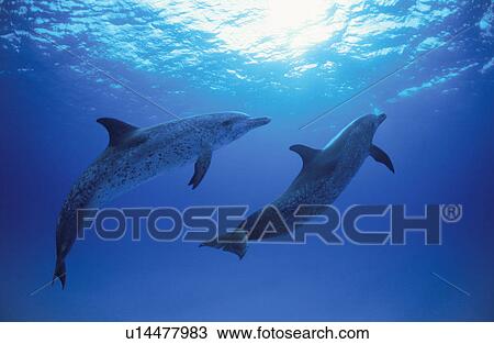 Dolphin View Large Photo Image Stock Image - Dolphin. Fotosearch