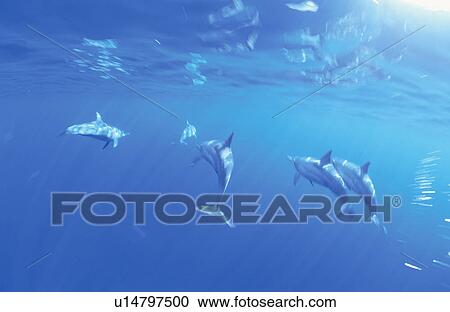 Stock Image - Dolphin. Fotosearch