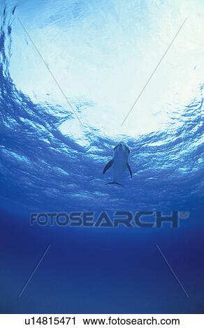 Stock Image - Dolphin. Fotosearch