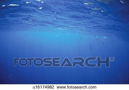 Dolphin View Large Photo Image Stock Image - Dolphin. Fotosearch