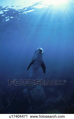 Dolphin View Large Photo Image Stock Image - Dolphin. Fotosearch
