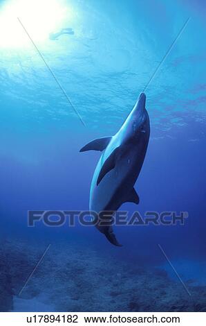 Stock Image - Dolphin. Fotosearch