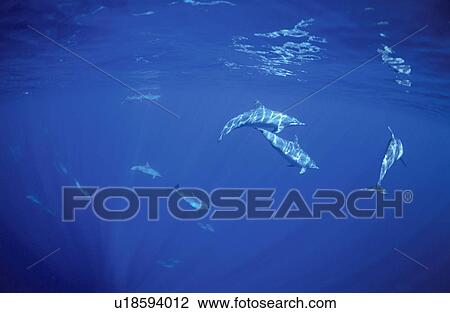 Stock Image - Dolphin. Fotosearch