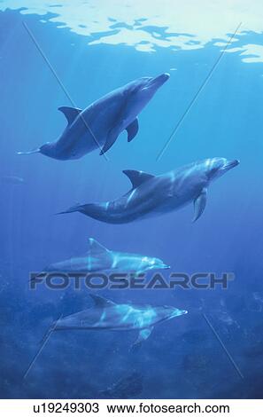 Stock Image - Dolphin. Fotosearch