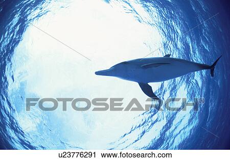 Stock Image - Dolphin. Fotosearch