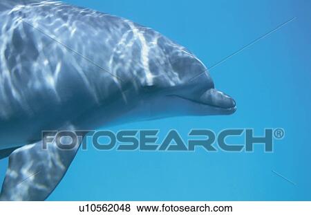 Dolphin View Large Photo Image Stock Photo - Dolphin. Fotosearch