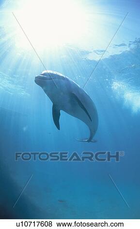 Stock Photo - Dolphin. Fotosearch