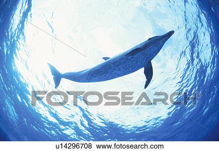 Stock Photo - Dolphin. Fotosearch