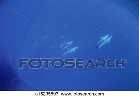Stock Photo - Dolphin. Fotosearch