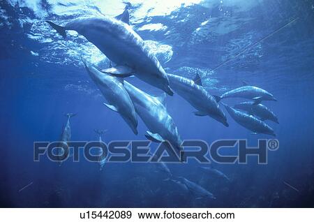 Stock Photo - Dolphin. Fotosearch