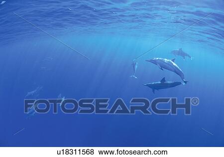 Stock Photo - Dolphin. Fotosearch