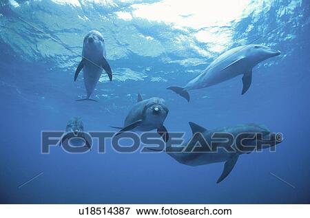 Dolphin View Large Photo Image Stock Photo - Dolphin. Fotosearch