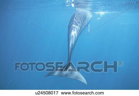 Stock Photo - Dolphin. Fotosearch