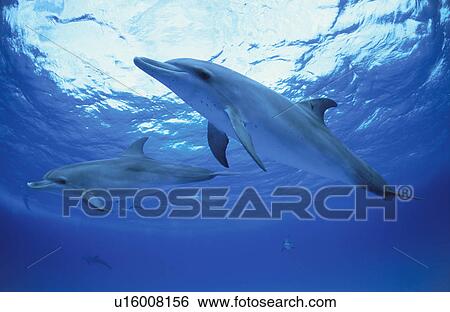 Stock Photograph - Dolphin. Fotosearch