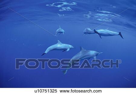 Dolphin View Large Photo Image Stock Photography - Dolphin. Fotosearch