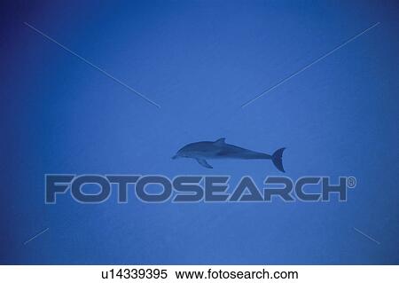 Stock Photography - Dolphin. Fotosearch