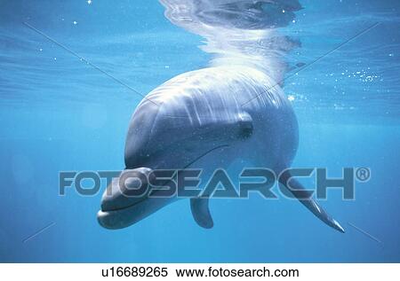 Dolphin View Large Photo Image Stock Photography - Dolphin. Fotosearch