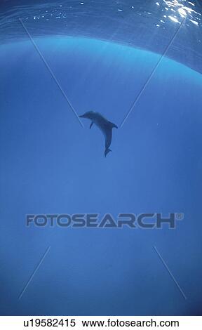Stock Photography - Dolphin. Fotosearch