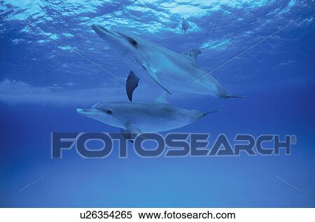 Dolphin View Large Photo Image Stock Photography - Dolphin. Fotosearch