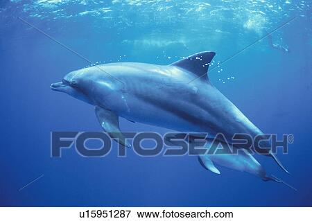 Stock Photo - Parent And Child Of A Dolphin. Fotosearch
