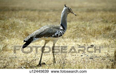 africa, animals, andreas, African, Africa View Large Photo Image Stock Photo - africa, animals, andreas, African, Africa. Fotosearch