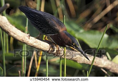 Picture - america, aves, ardeidae, animals, America. Fotosearch