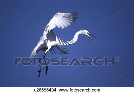 Picture - animals, aves, ardeidae, albus. Fotosearch