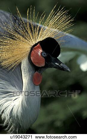 Stock Image - animals, beak, aves, animal. Fotosearch