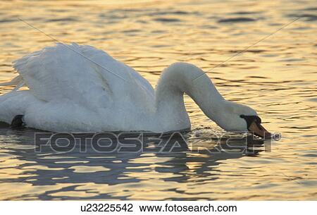 Stock Image - animals, bird, aves, abenddaemmerung. Fotosearch