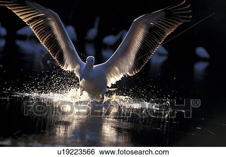 animals, caniformes, bird, aves, abenddaemmerung View Large Photo Image Stock Photograph - animals, caniformes, bird, aves, abenddaemmerung. Fotosearch