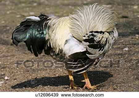 Stock Photo - animals, chicken, bird, alfred. Fotosearch
