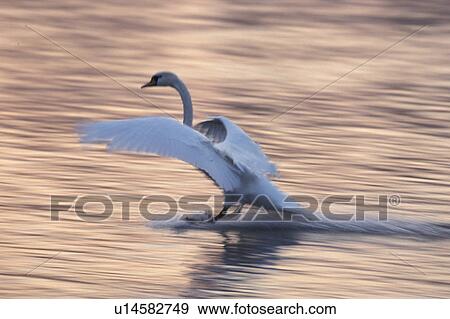 Stock Photo - animals, Christian, abenddaemmerung. Fotosearch