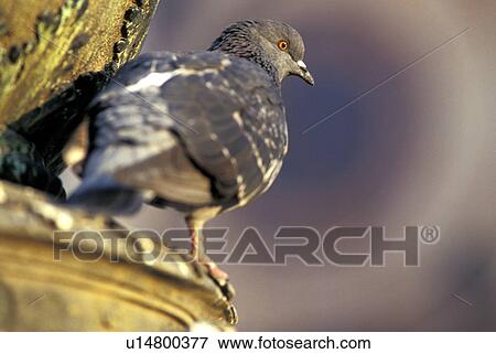 Stock Photo - animals, day, bird, aves, aichner. Fotosearch