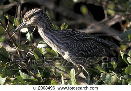 Stock Photograph - ardeidae, beak, aves, animals. Fotosearch
