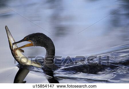 Stock Photo - aves, beak, animals. Fotosearch
